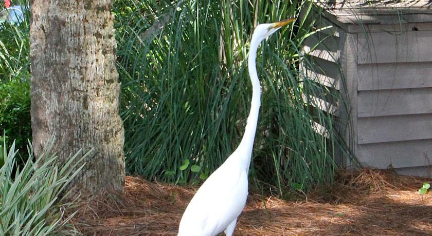 The Village At Palmetto Dunes Condominiums Pulau Hilton Head Luaran gambar